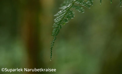 La précision dans chaque image