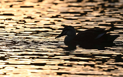 Éliminez les reflets.