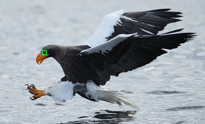 Mise au point Eye AF en temps réel pour les oiseaux